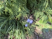 Zalaegerszeg Családi ház