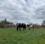 Veszprém Családi ház