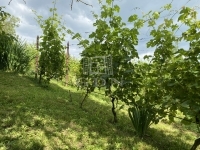 Homokkomárom Nyaraló