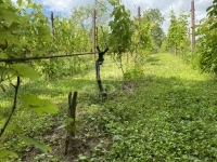 Homokkomárom Nyaraló